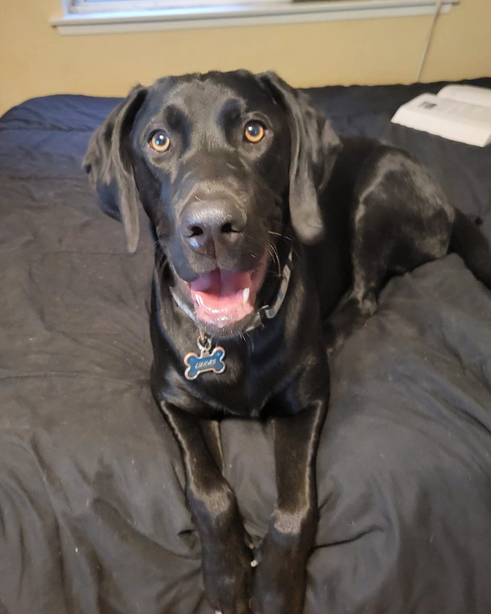 The original phone photo of Lukas, a black lab, lying on a bed
