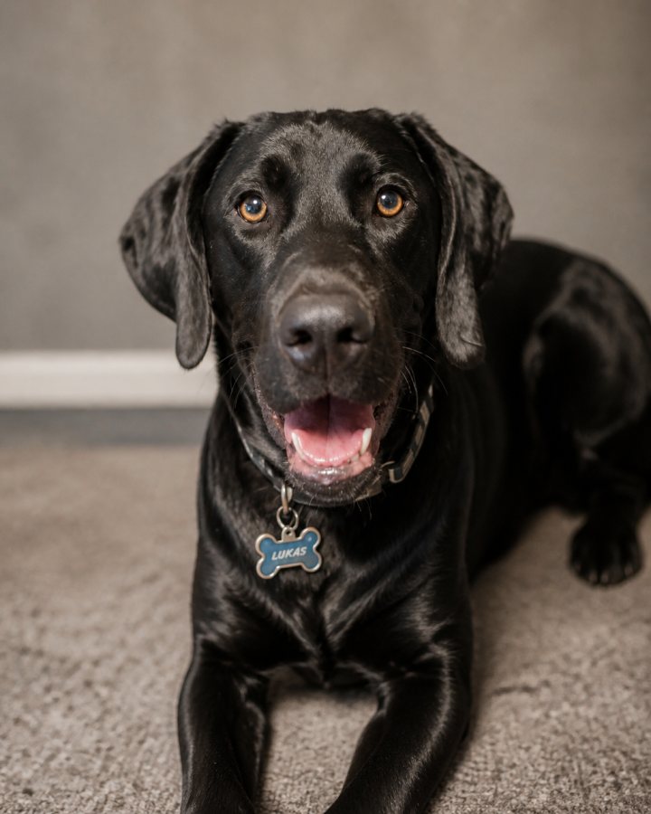Realistic Photo portrait of Lukas, a black lab, studio-quality portrait