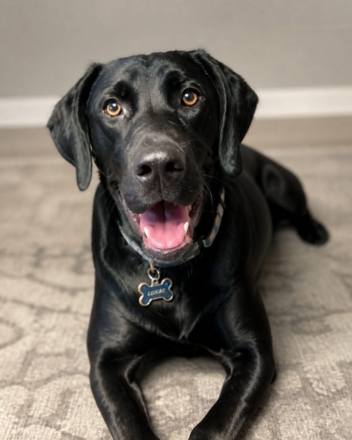 Realistic Photo portrait of Lukas, a black lab