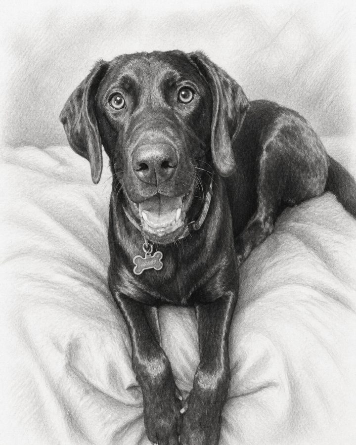 Pencil Sketch portrait of Lukas, a black lab